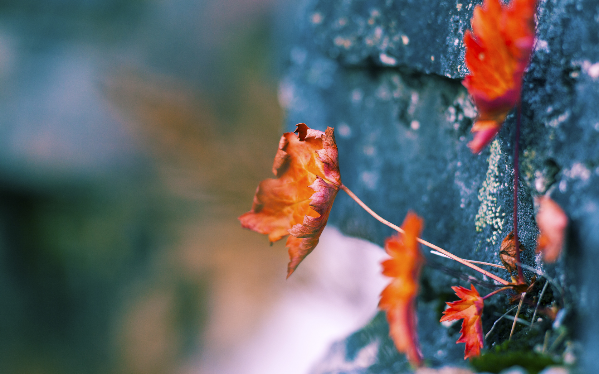 爱游戏中国官方网站平台-乡村自行车野营赛：自然中的骑行体验，农村自行车图片大全