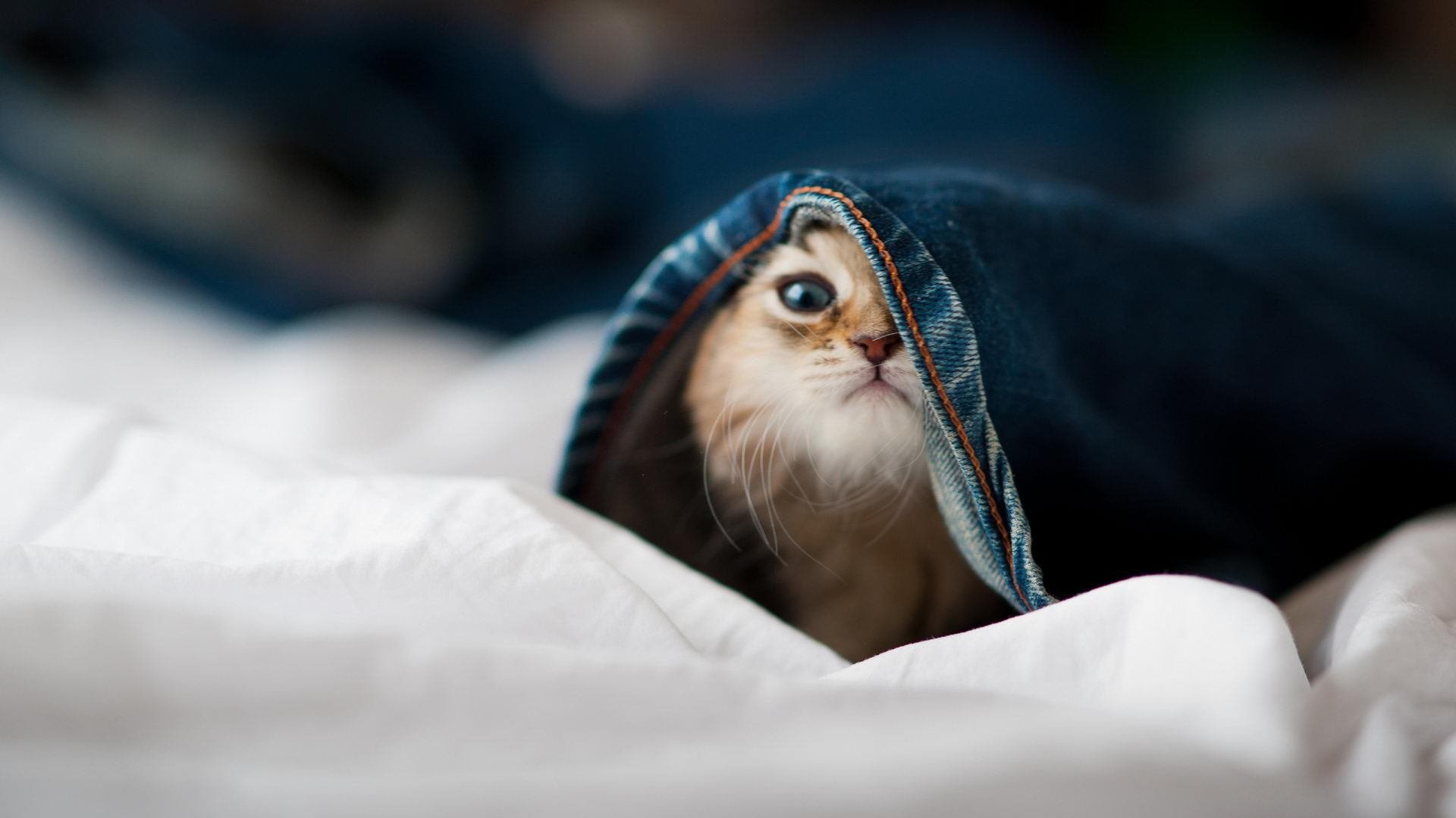 -传统古老龙舟节，赛水技艺彰显民族精神，赛龙舟民俗活动介绍