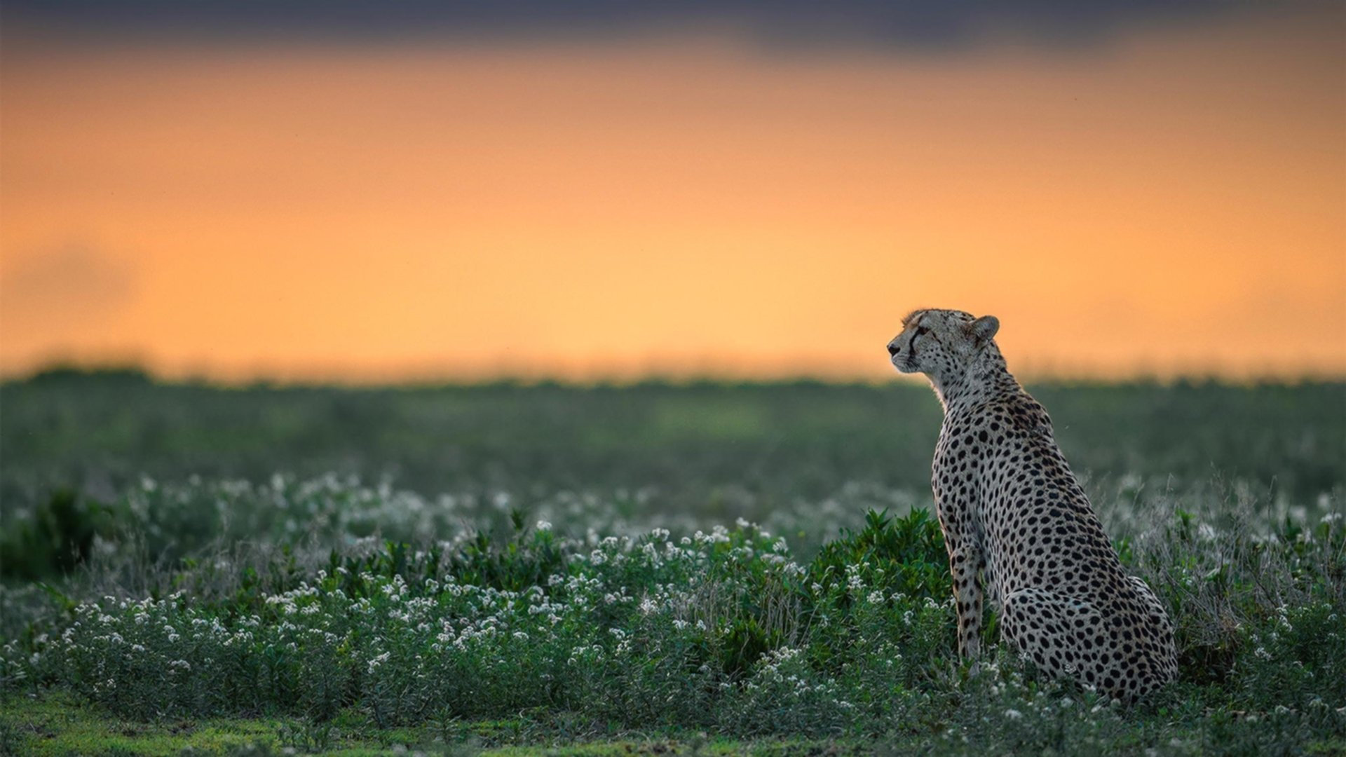 爱游戏体育平台-内幕曝光：令人震惊的比赛策略，内部比赛