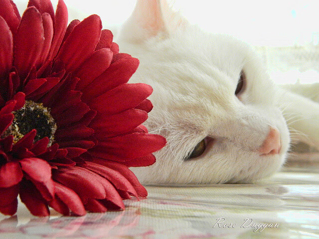 大型户外绳索探险,攀爬尖峰突破极限,户外 绳索