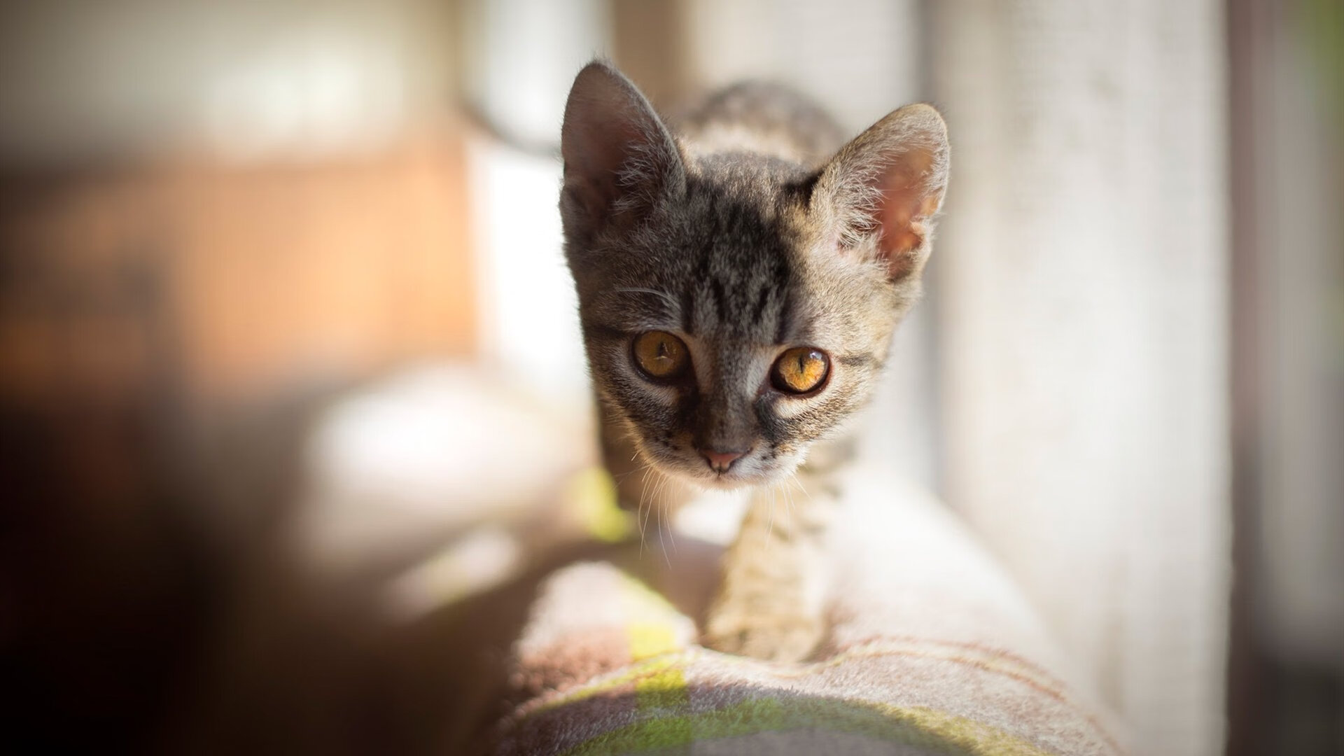 爱游戏电竞官网-王者荣耀春季赛即将开战，精彩赛程抢先看，王者荣耀春季赛2022