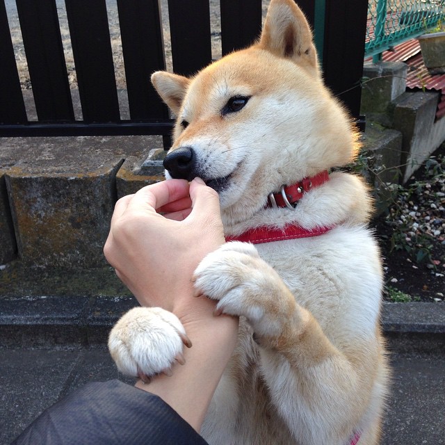 爱游戏电竞官网-马赛新援引爆全场，成多场比赛点球手，马赛足球队最新新闻