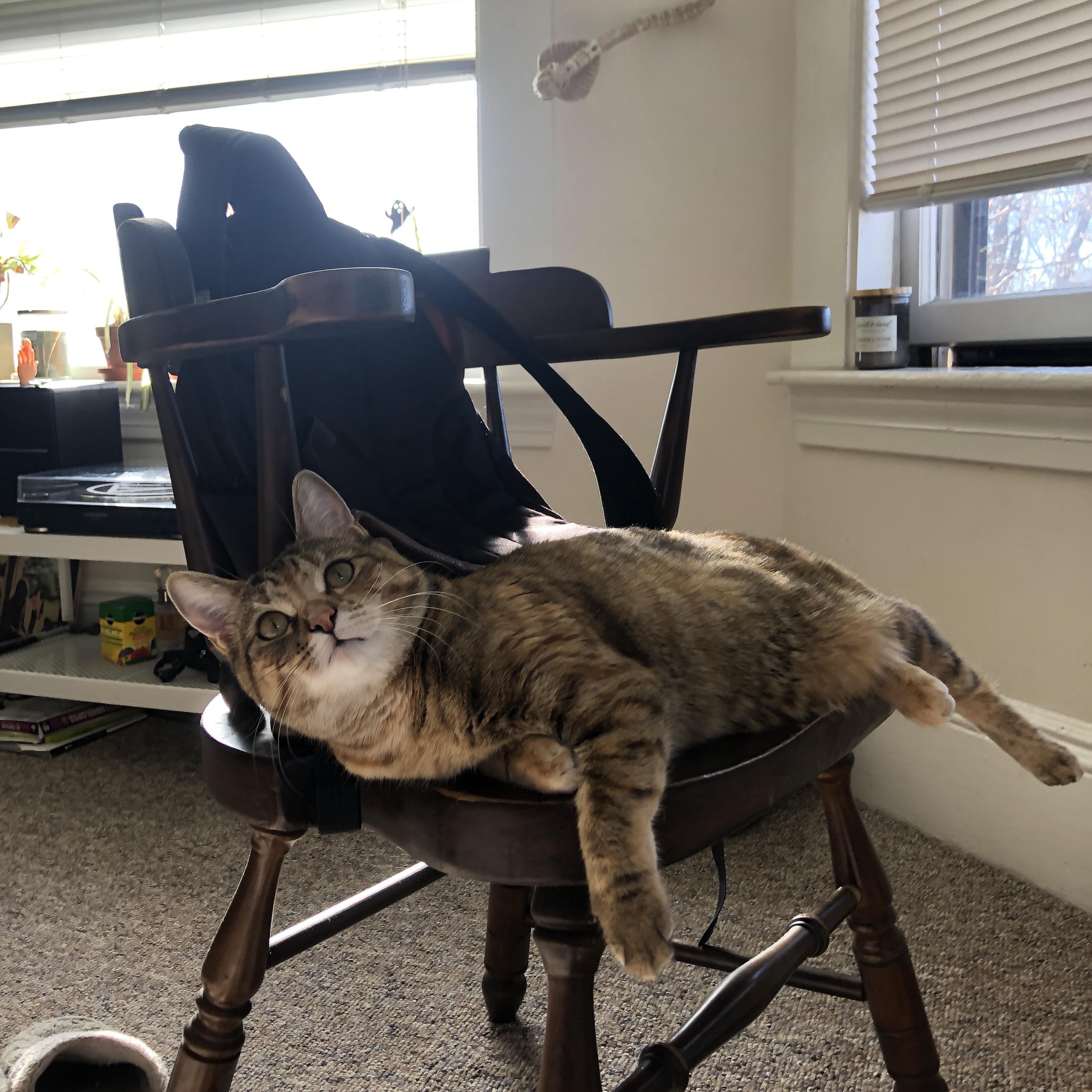 公牛队阵容深度带来多场胜利,公牛队2021年阵容