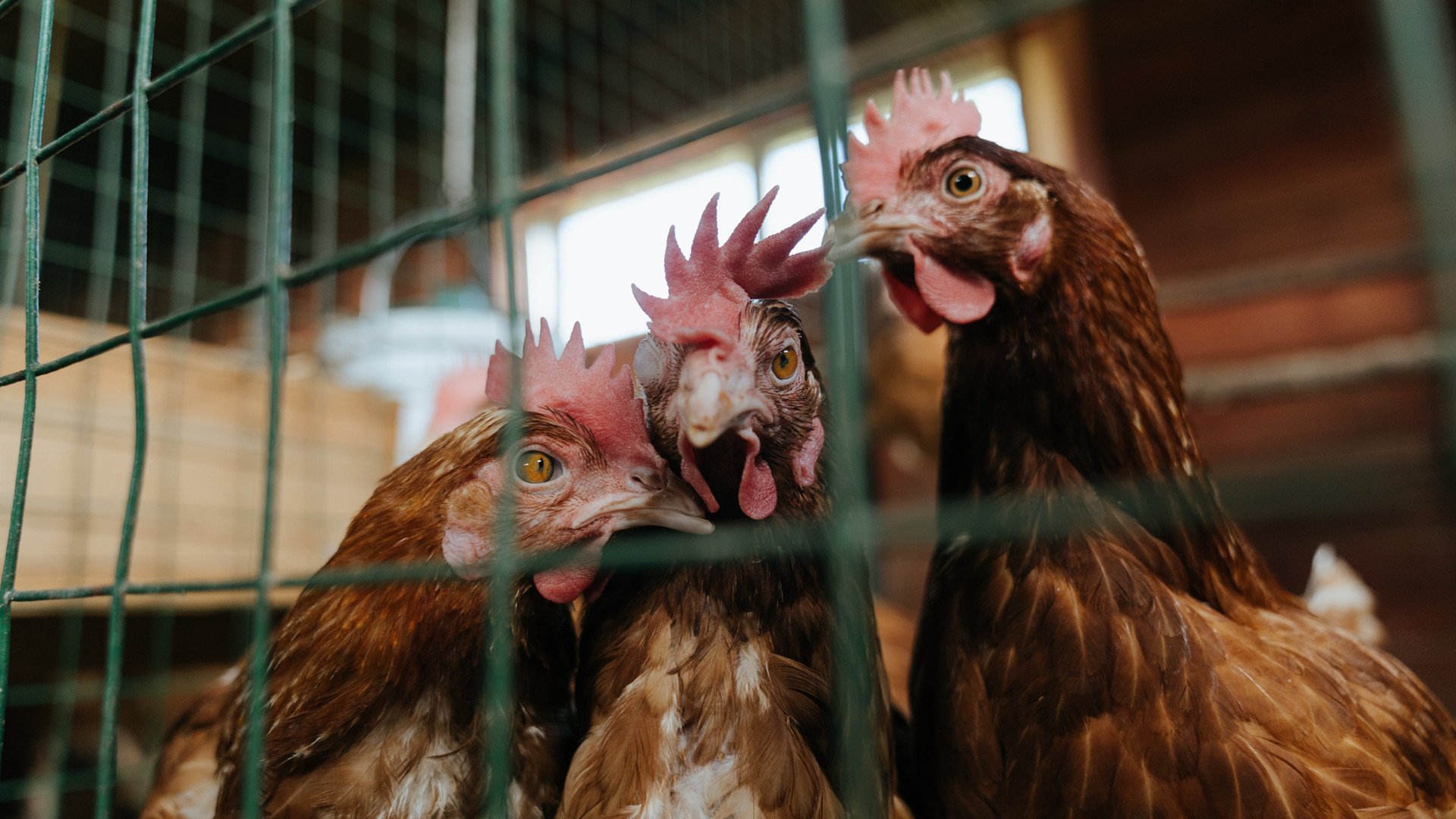 欧国联赛球员风采独具,实力不容忽视,欧国联赛事介绍