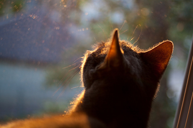 AYX体育-比赛中球员的身体素质成为决定因素，足球运动员 篮球运动员 身体素质