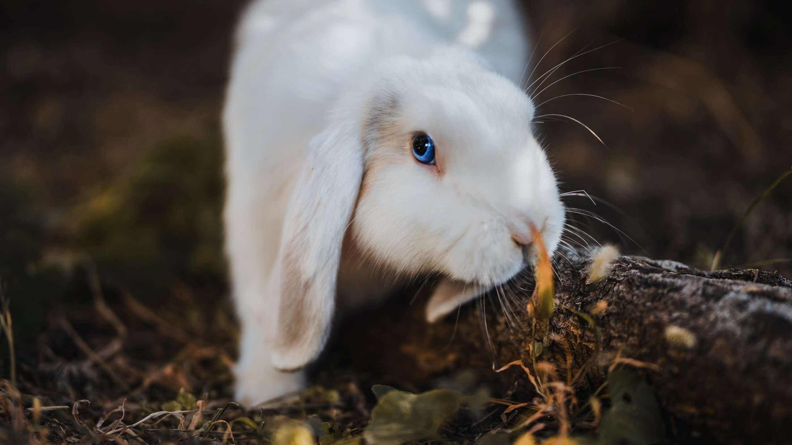 爱游戏-法国战平后，晋级希望寄托于他人，法国让平半