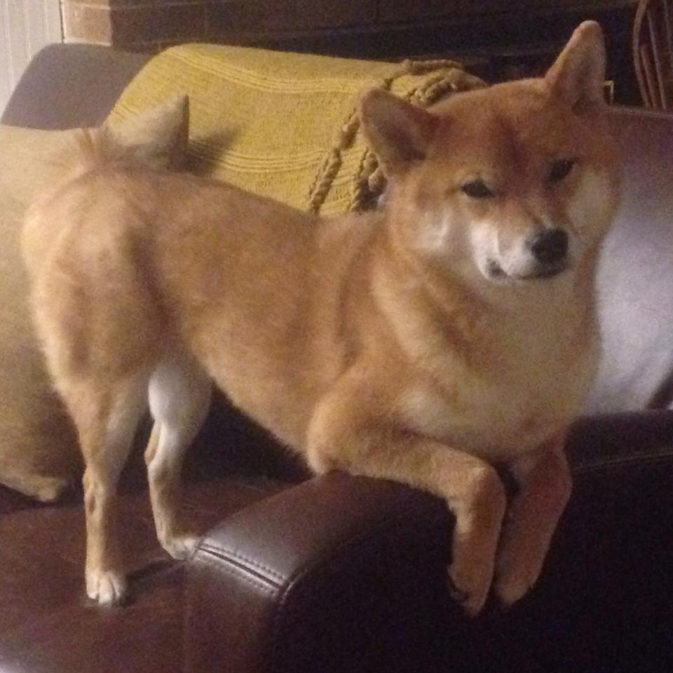 爱游戏登录入口-猛龙外线火力强劲，对手难以招架，猛龙强吗