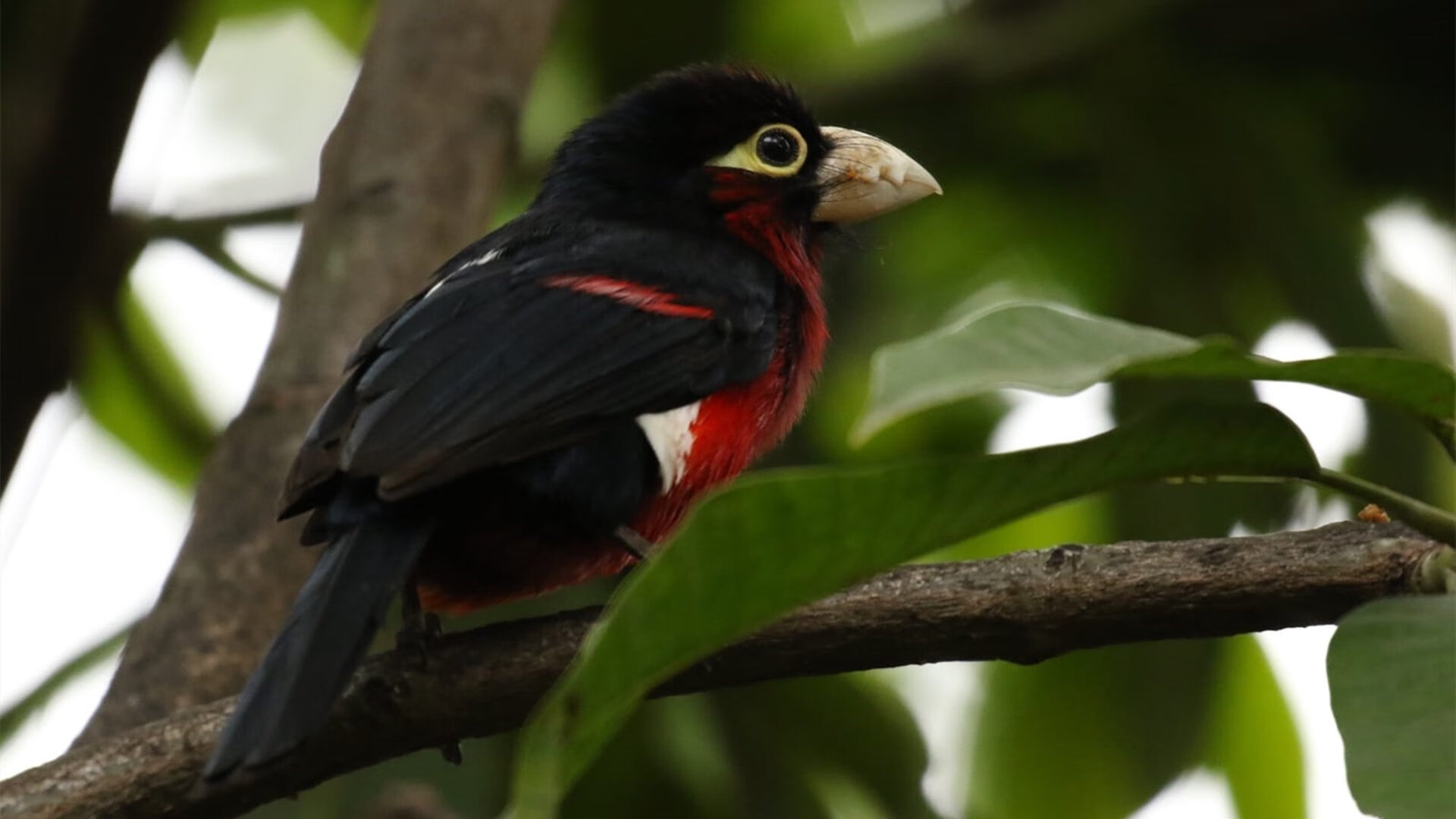王者荣耀KPL制定职业选手日常行为规范,kpl王者荣耀职业联赛门票