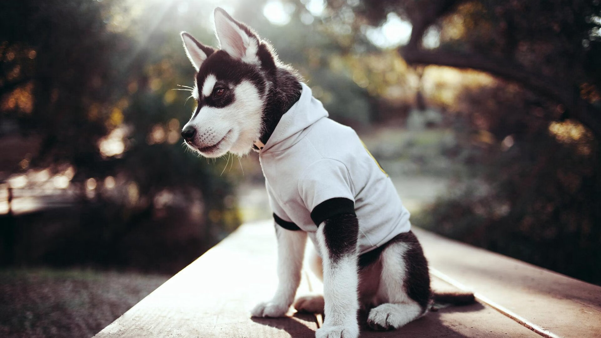 雷霆再胜公牛,亚历山大砍下赛季新高38分,亚历山大雷霆臂展