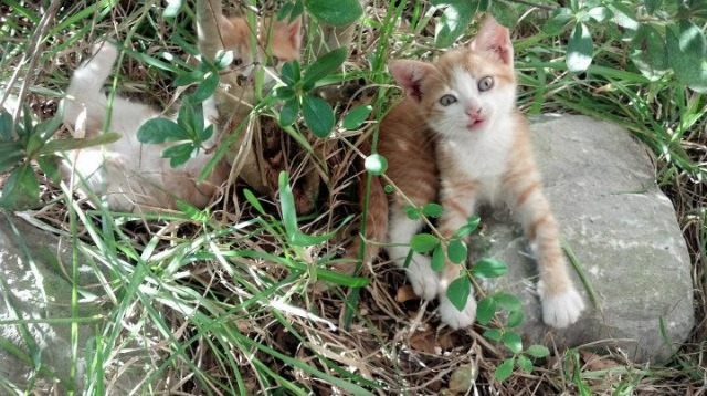 韩国豪门遇强对手,意会赛事成焦点,韩国联赛豪门
