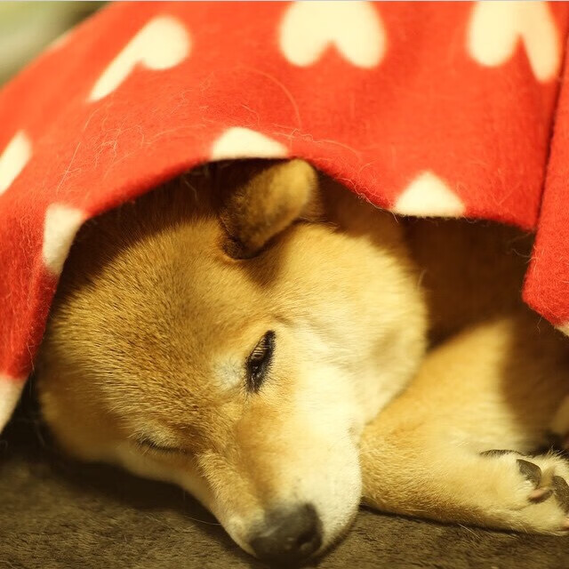 国足阵型变化与进球转化率统计,国足进攻