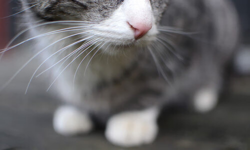 跨界创新：足球与音乐、电影的深度结合，足球经典音乐