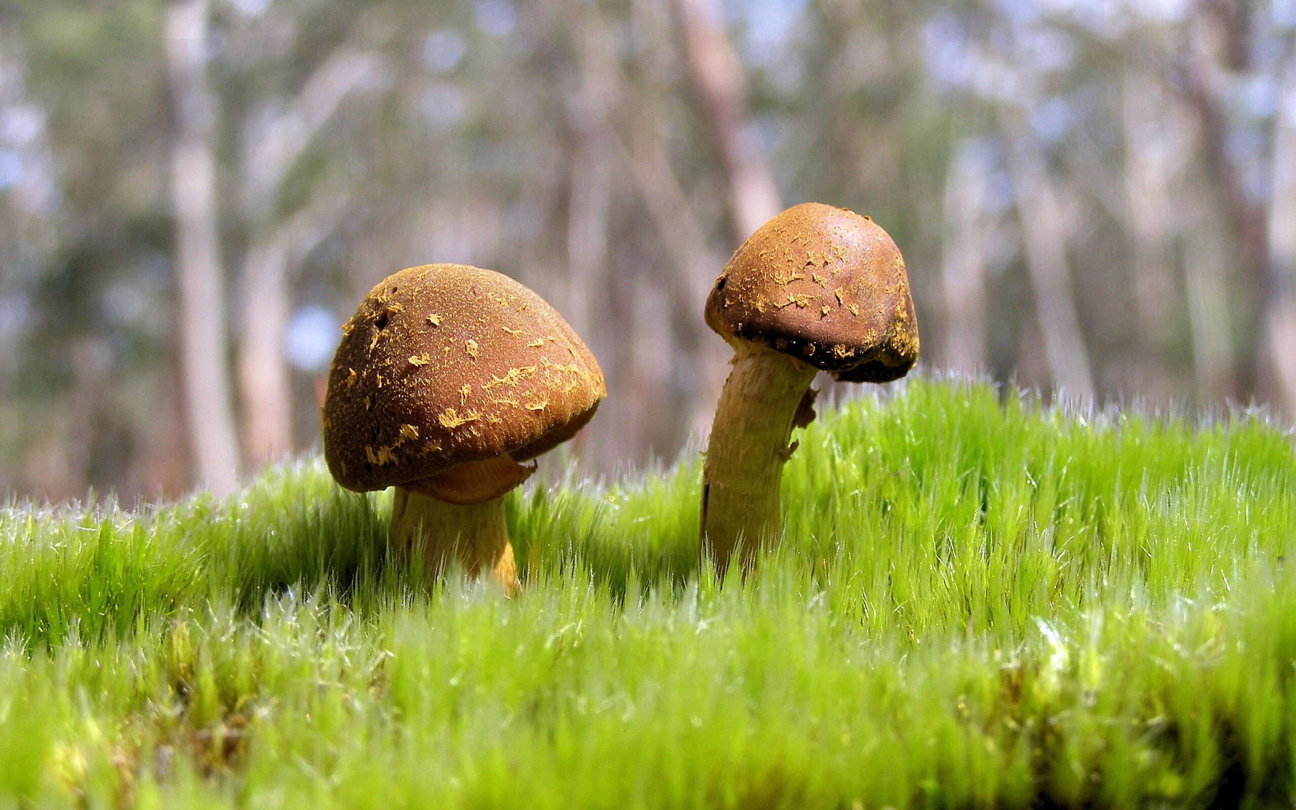 中国女篮战术多样化 展现整体实力,中国女篮的战况