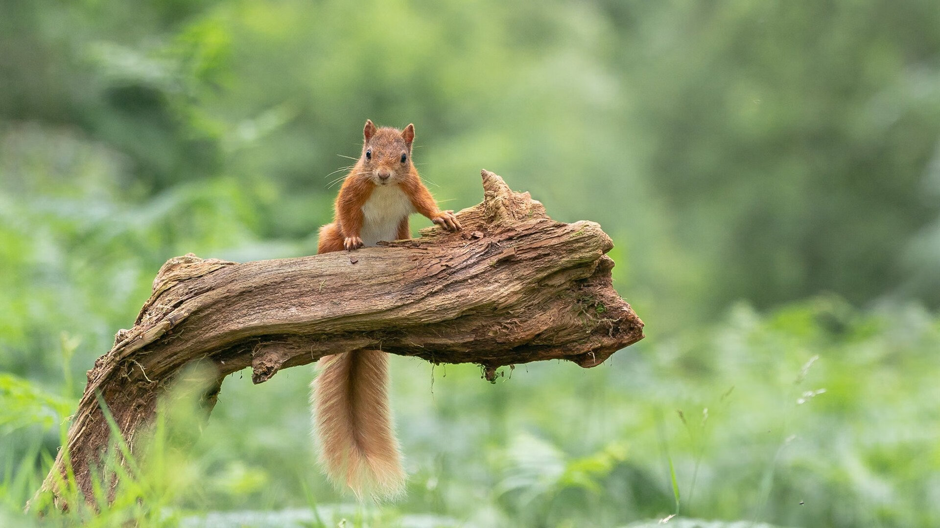 中美200蝶对决:划频节奏全面解析