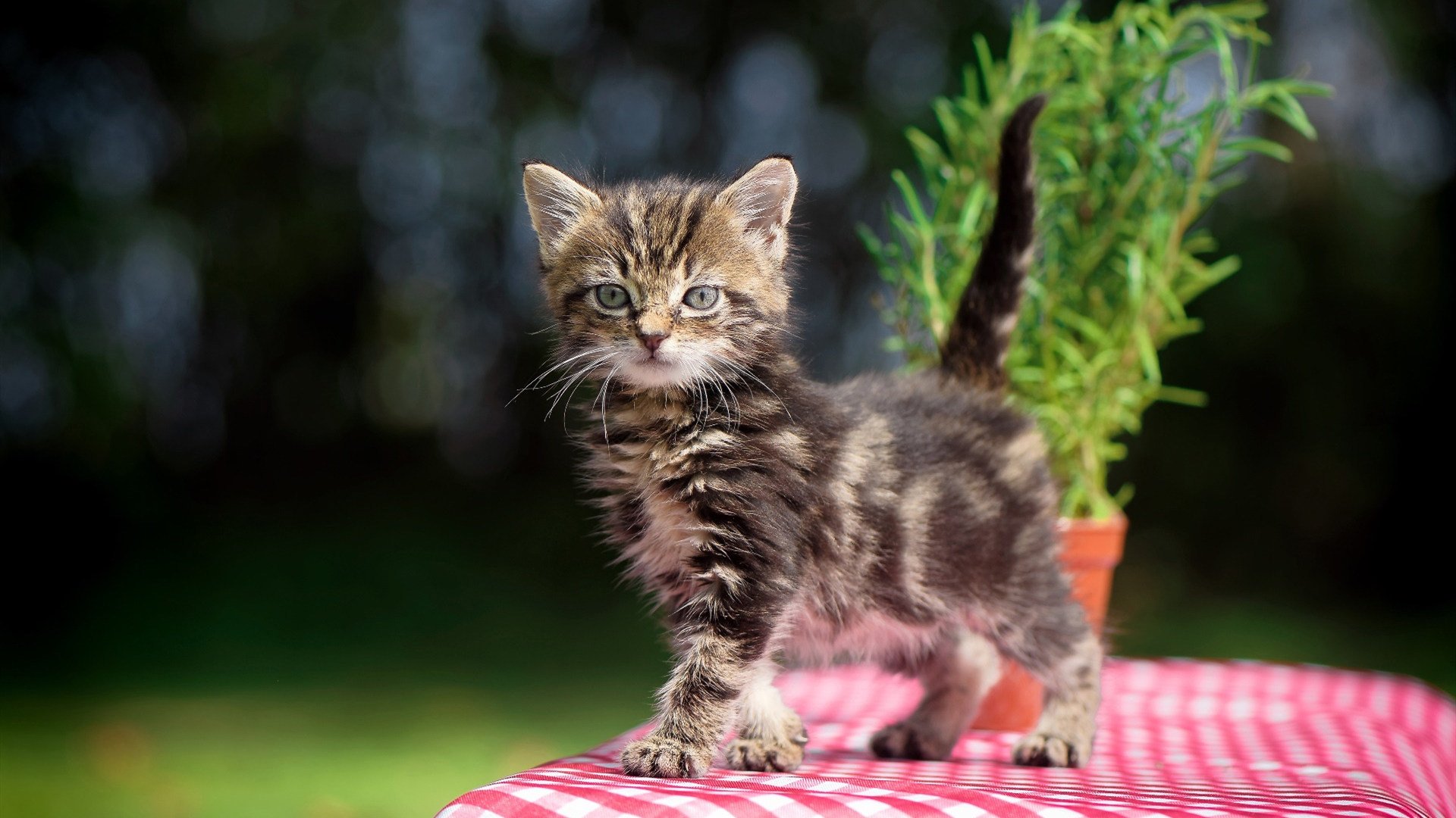爱游戏娱乐平台-快攻节奏的起点是否必须建立在篮板基础上，快攻要点