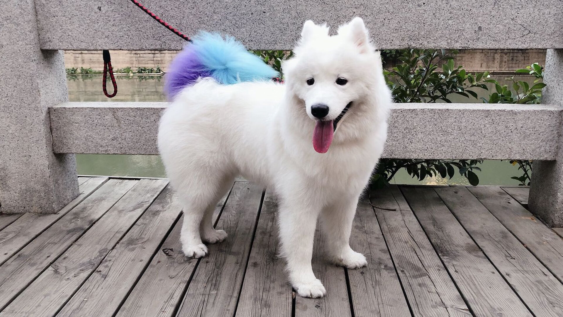 美国乒乓队未来展望:如何在世界乒坛占有一席之地,美国乒乓球实力