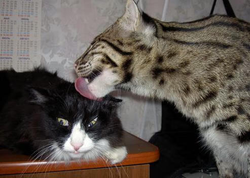 爱游戏中国官方网站平台-李亚杰与程子龙动作协调完美赢得掌声，李亚杰是谁